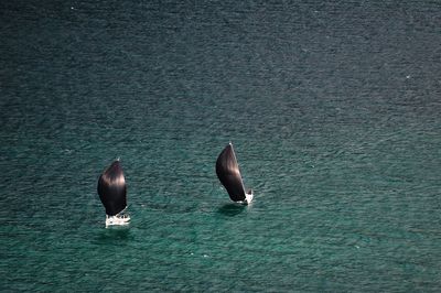 View of birds in sea