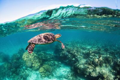 Turtle swimming in sea