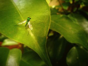 Close-up of insect on leaf