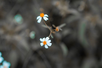 Close-up of white cherry blossoms