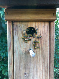 Close-up of bee on tree trunk