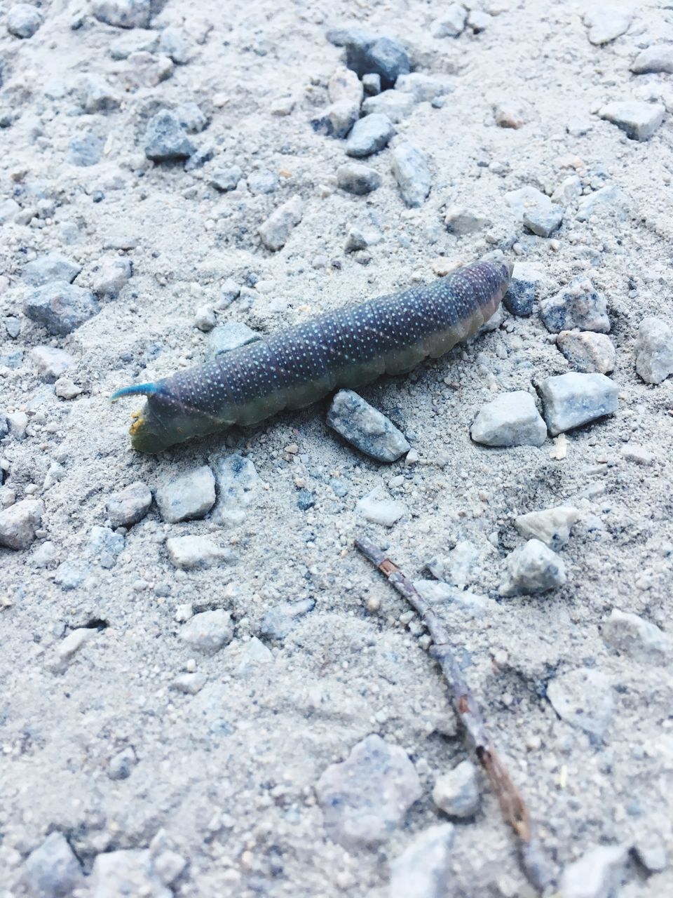 HIGH ANGLE VIEW OF A LIZARD ON ROCK