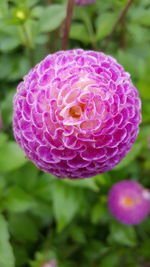 Close-up of pink flower blooming outdoors