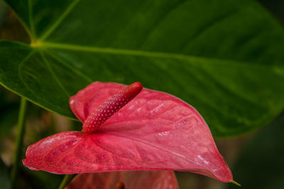 Close-up of pink flower with dew drops