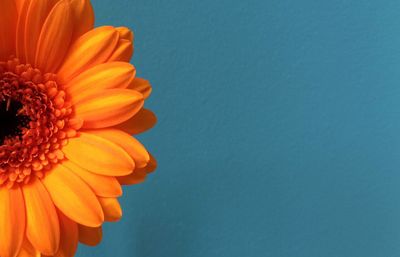 Close-up of yellow flower