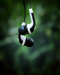 Close-up of black hanging from plant