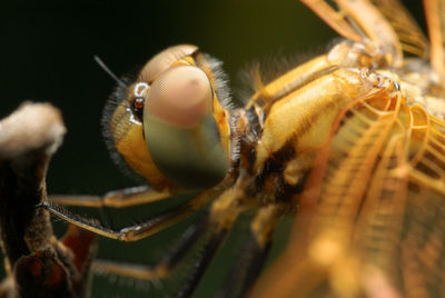 Close-up of spider