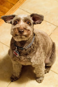 High angle portrait of dog sitting