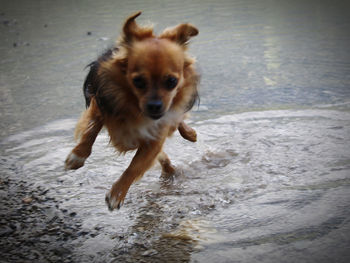 Portrait of dog running in water