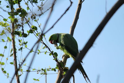 Low angle view of parrot perching on branch against sky