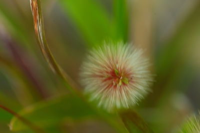 Close-up of flower