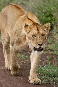 Closeup portrait of wild lion panthera leowalking in ngorongoro crater, tanzania. tanzania.