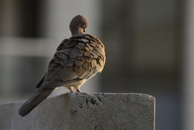 Close-up of bird perching outdoors