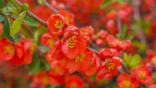 Close-up of red berries on plant