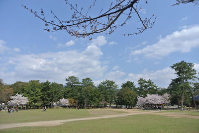 Trees in park against sky