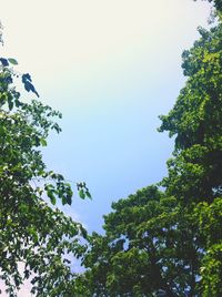 Low angle view of trees against clear sky