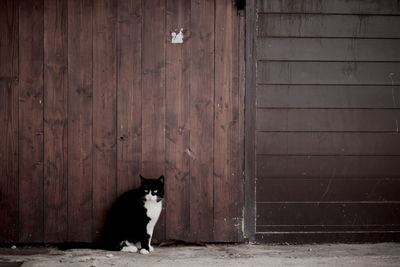 Cat sitting against wooden fence