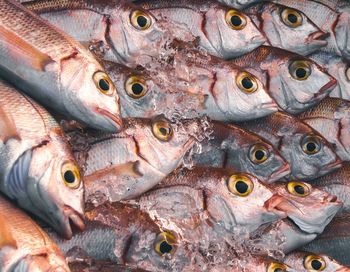 Close-up of fish for sale in market