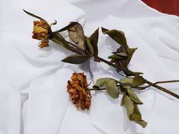 High angle view of wilted plant on white table