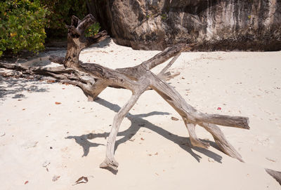 Driftwood on sand