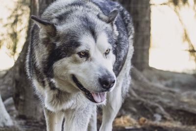 Close-up of dog looking away