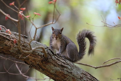 Close-up of squirrel on branch