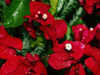 Close-up of red flower