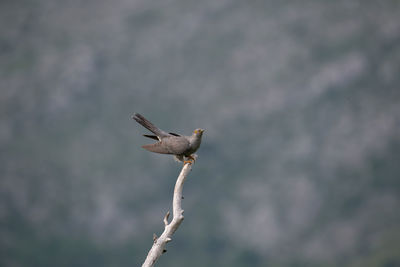 Low angle view of bird perching on branch