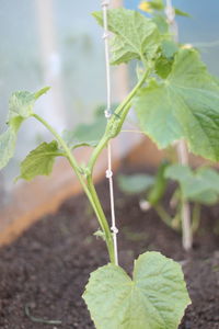 Close-up of fresh green plant in field