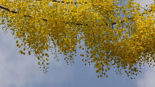 Low angle view of flowering plant against sky