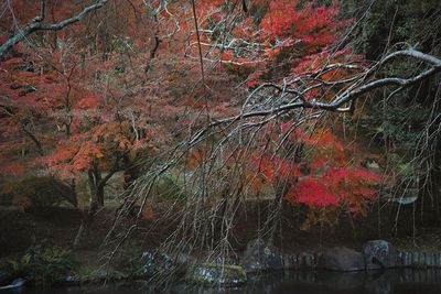 Red autumn trees by water