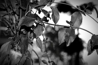 Close-up of leaves against blurred background