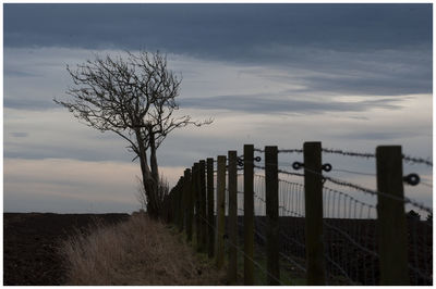 Bare trees on field against sky during sunset