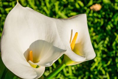 Close-up of white flower blooming outdoors