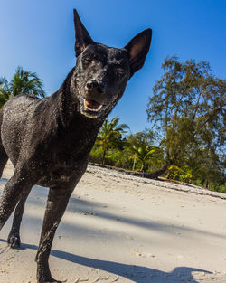 A black dog on a white beach