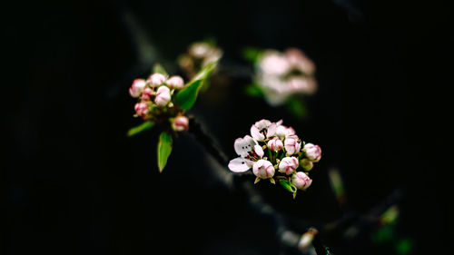 Close-up of pink flowers