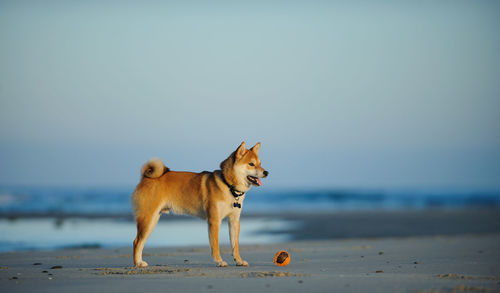 Dog on beach against sky