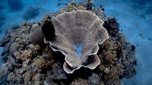 Blue starfish resting on a coral at pagkilatan