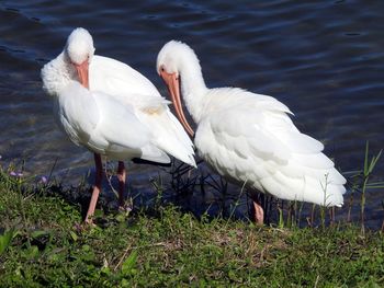 Close-up of birds on field