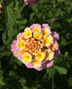 Close-up of daisy blooming in park