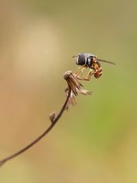 Close-up of insect on plant