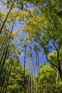 Low angle view of trees in forest against sky