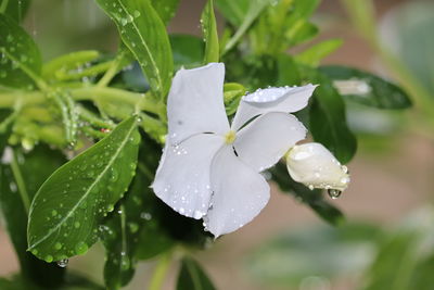 Close-up of raindrops on plant