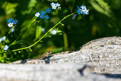 Close-up of butterfly on flowering plant