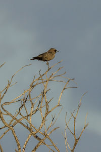 Low angle view of bird perching on bare tree against sky