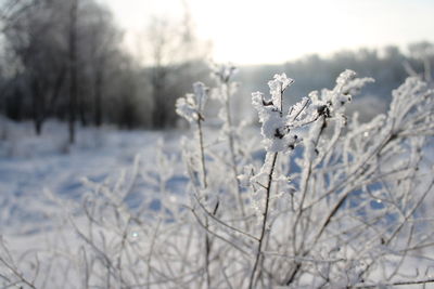 Close-up of frozen plant on land