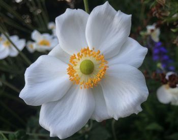 Close-up of white flower