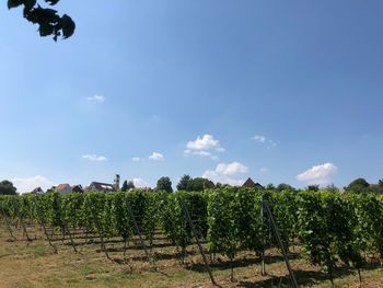 Panoramic view of vineyard against sky