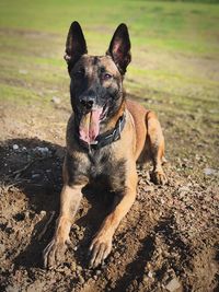 Portrait of dog on field