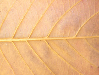 Full frame shot of orange pattern